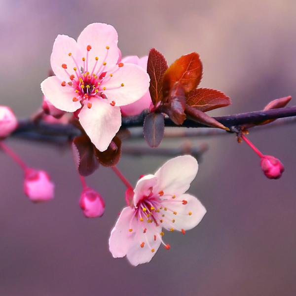Cherry Blossom (češnjev cvet) dišava