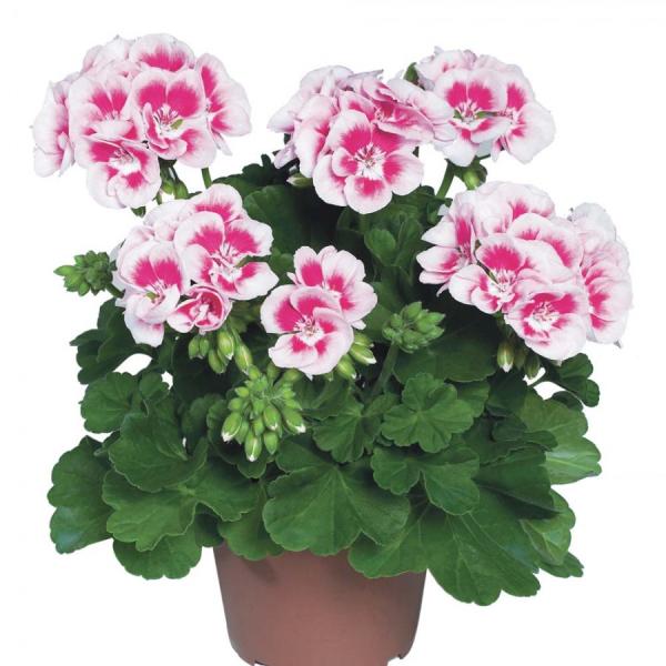 Hidrolat geranije (pelargonije)