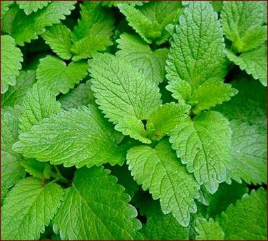 Melisa (infuzija) v jojobinem olju 3%