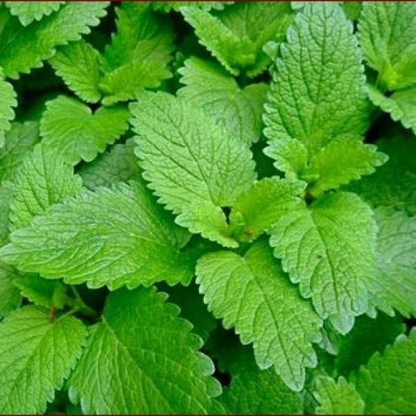 Melisa (infuzija) v jojobinem olju 3%