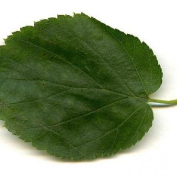 Sladkorna breza eterično olje