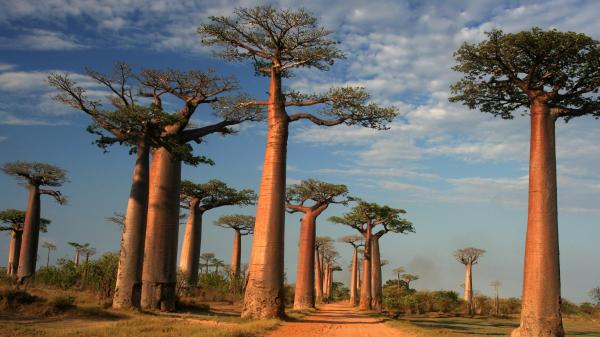 Baobab (kruhovec) olje, hladno stiskano
