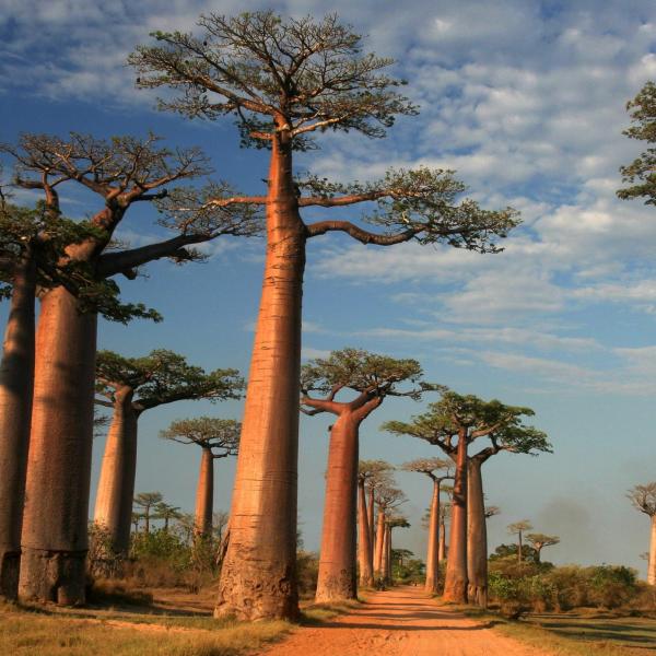 Baobab (kruhovec) olje, hladno stiskano