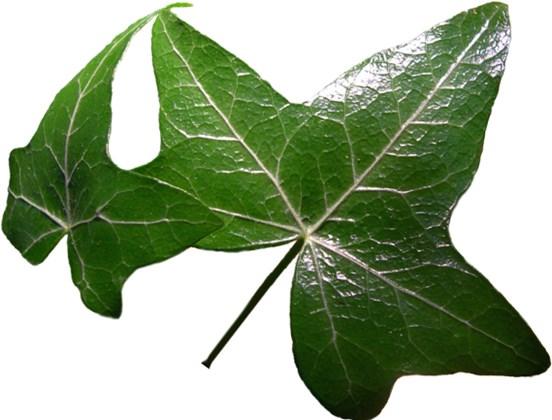 Izvleček bršljana - vodotopen