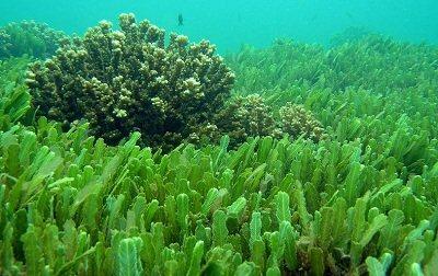 Spirulina