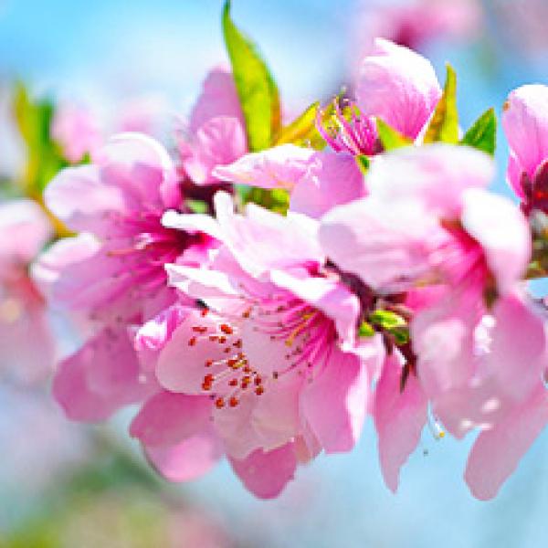 Peach Blossom (breskov cvet) dišava