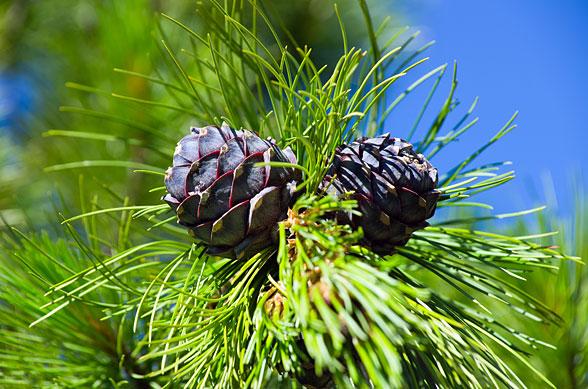 Cedra (atlaška) eterično olje