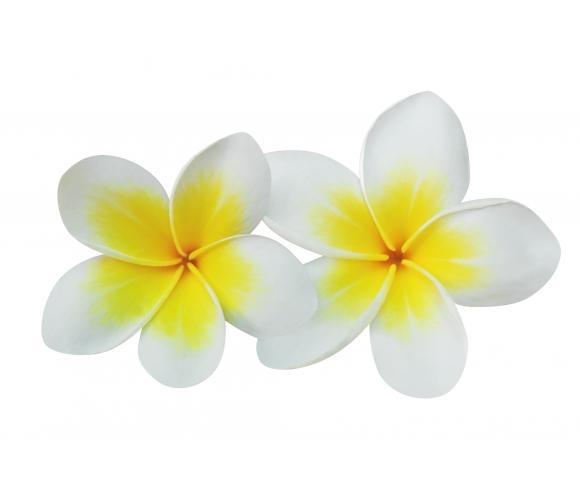 Absolut Frangipani v jojobinem olju 3%