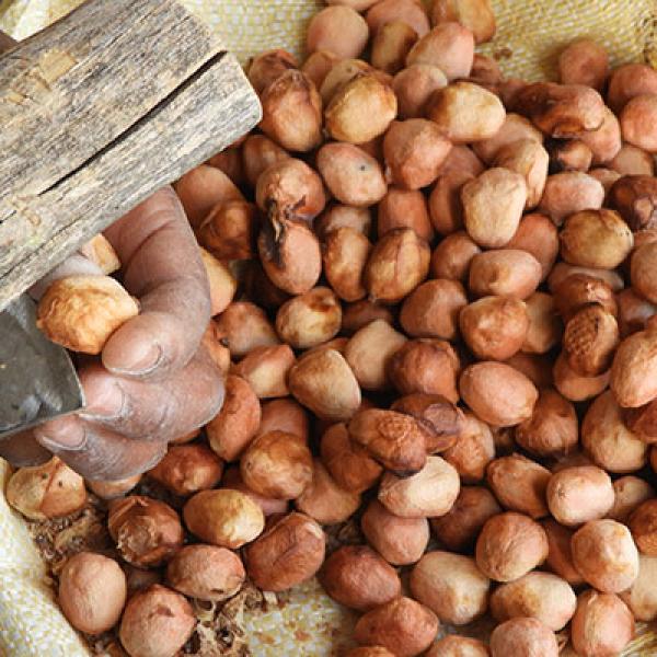 Olje marule, hladno stiskano