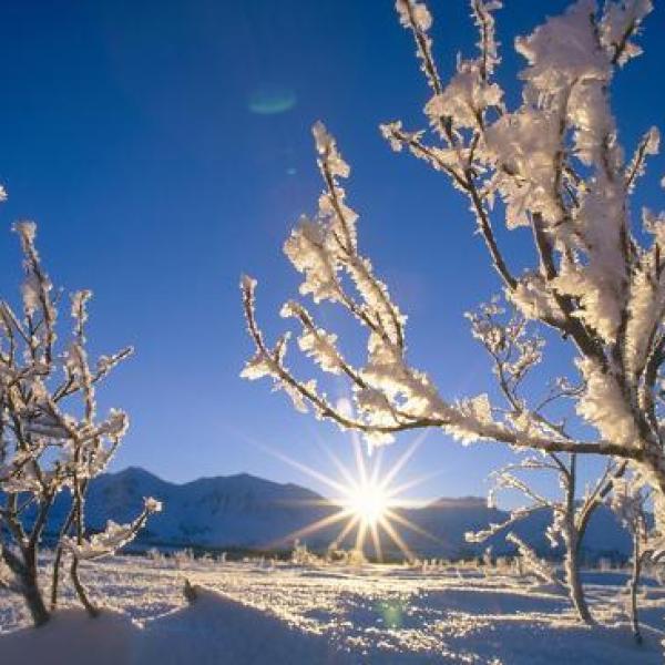 Frosted Tree (božična) dišava