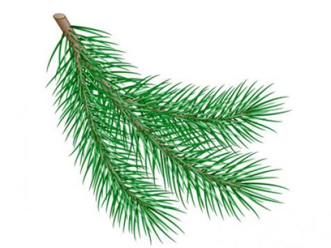 Jelka eterično olje