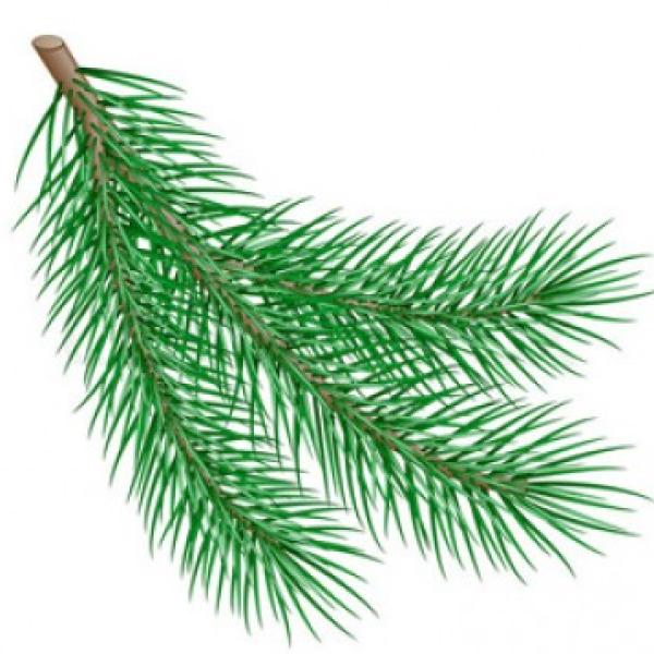 Jelka eterično olje