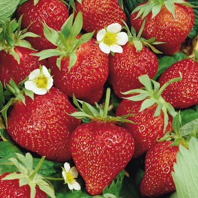 Strawberry (jagoda) aroma za balzame za ustnice