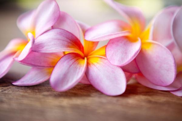 Frangipani Absolut parfumske kvalitete