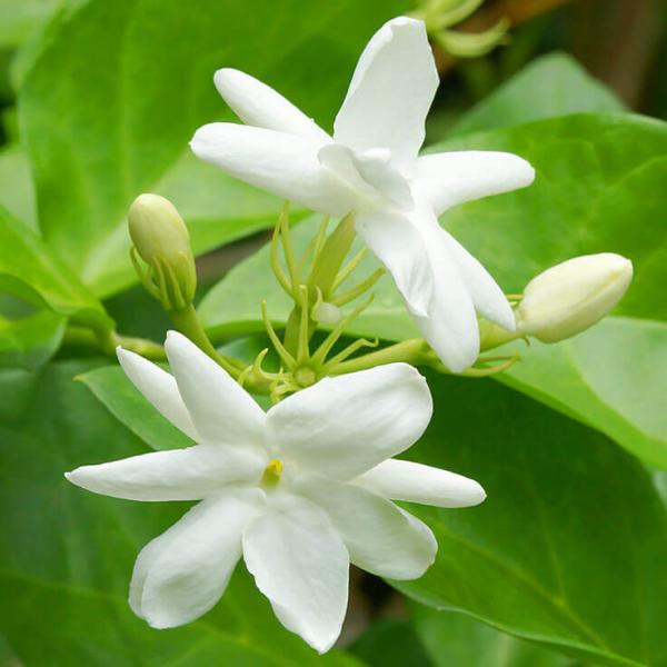 Jasmine (jasmin) dišava