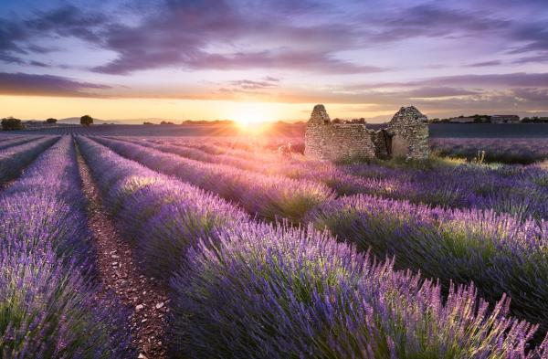 Provence (Provansa) - naravna dišava