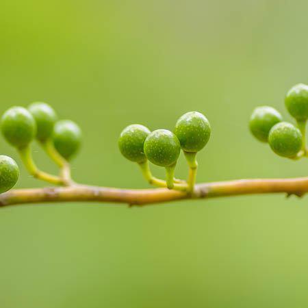May Chang eterično olje (tropska verbena)