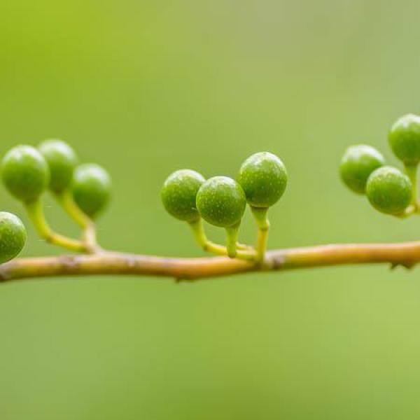 May Chang eterično olje (tropska verbena)