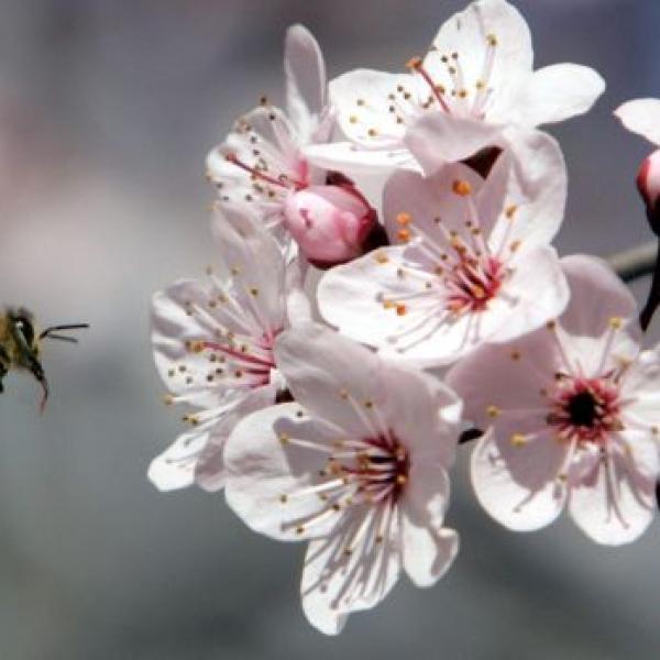 Manuka eterično olje