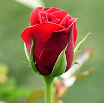 100% absolut bolgarske vrtnice