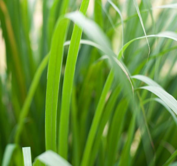 Palmarosa eterično olje