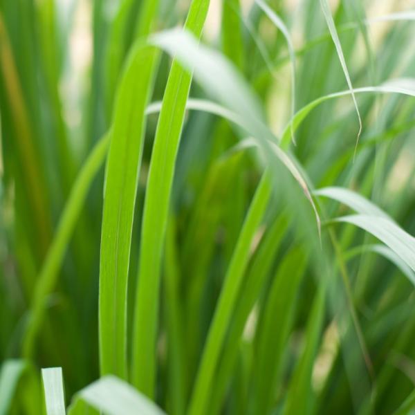 Palmarosa eterično olje