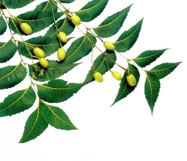 Neem olje