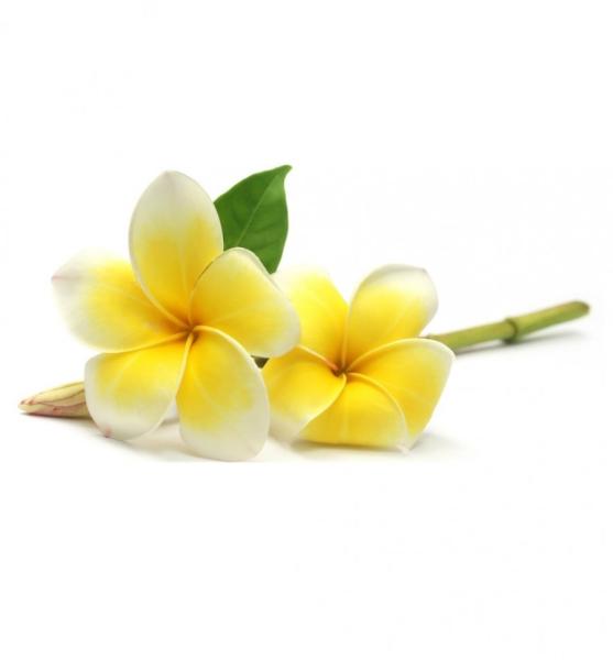 Frangipani (plumerija) dišava