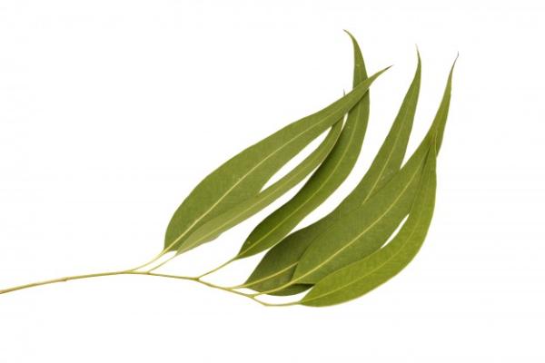 Limonin evkalipt BIO eterično olje
