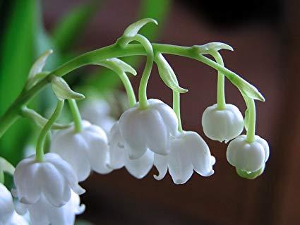 Lily of the Valley dišava (šmarnica)