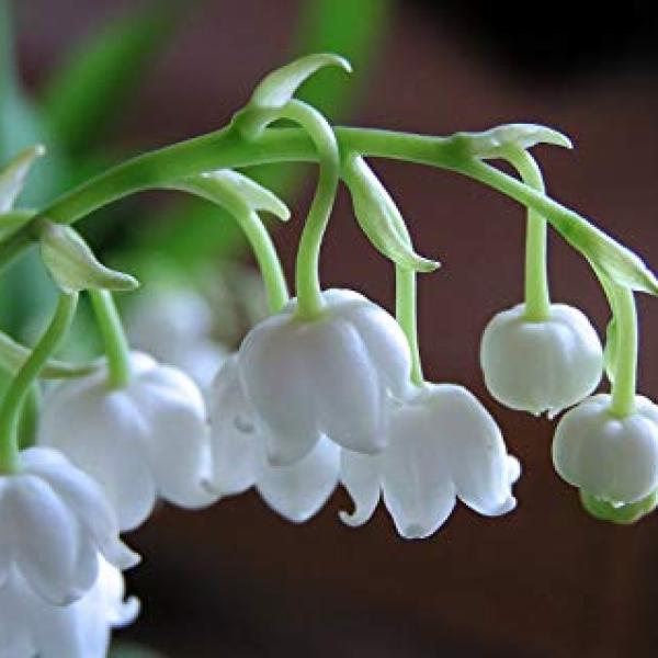 Lily of the Valley dišava (šmarnica)