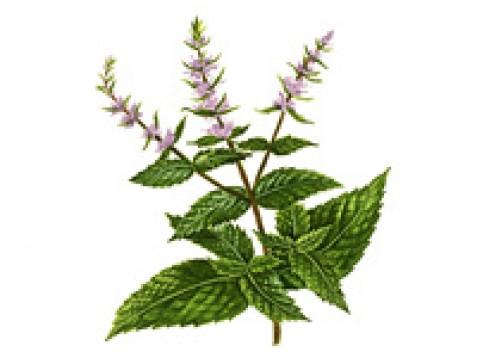 Zelena meta (spearmint) eterično olje