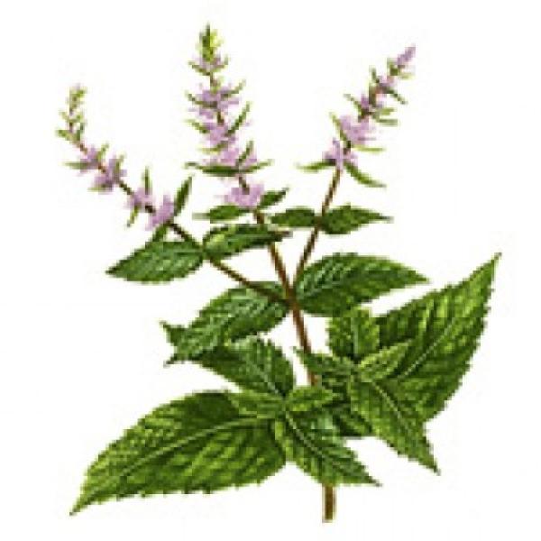 Zelena meta (spearmint) eterično olje