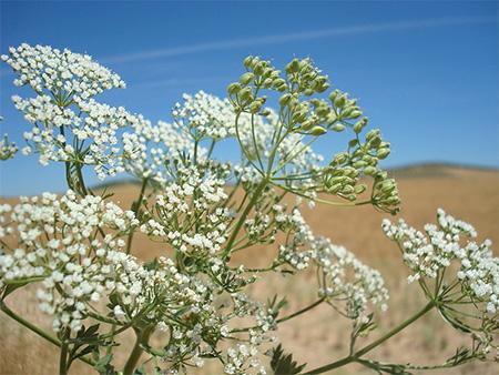 Janež, sladki eterično olje