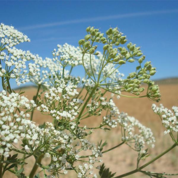 Janež, sladki eterično olje