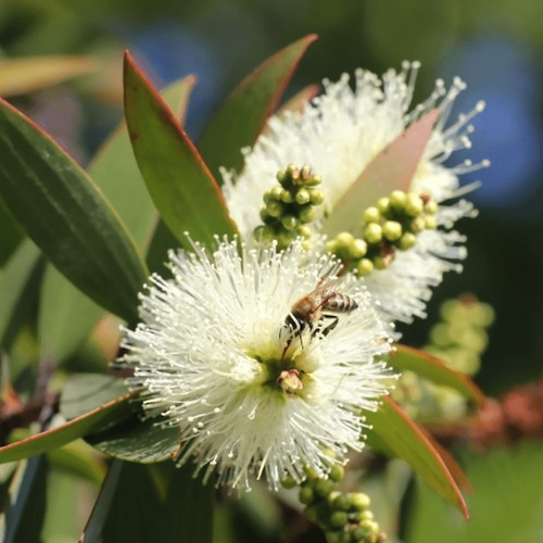 Niaouli eterično olje