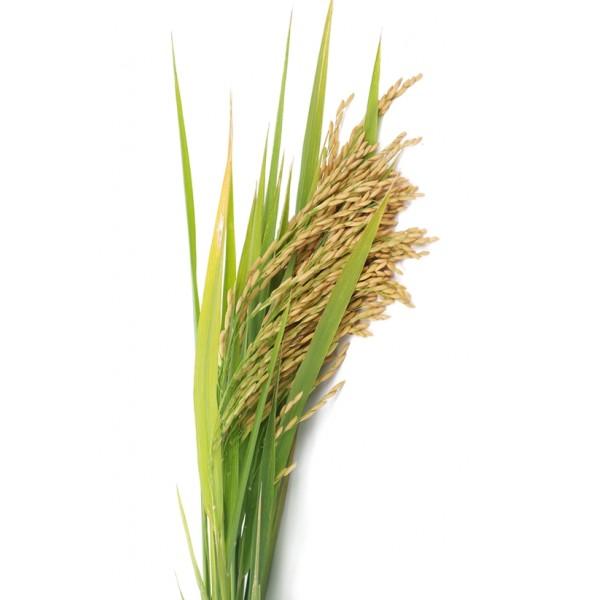 Olje riževih otrobov