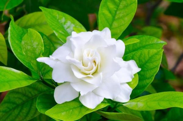 Gardenia dišava