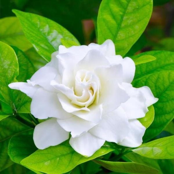 Gardenia dišava