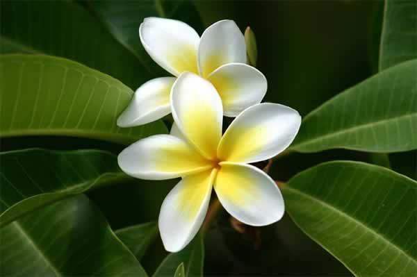 Frangipani Absolut parfumske kvalitete