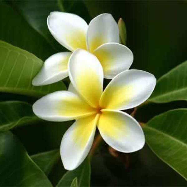Frangipani Absolut parfumske kvalitete