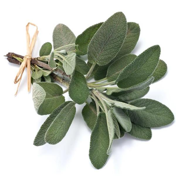 Žajbelj eterično olje