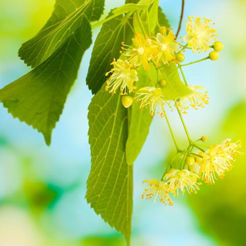 Linden Blossom (lipovo cvetje) dišava