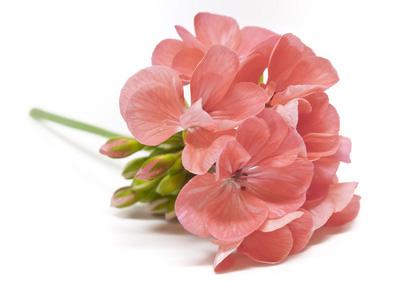 Geranija - BIO eterično olje