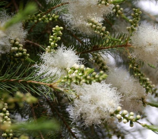 Čajevec BIO eterično olje