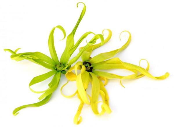 Ylang Ylang II eterično olje