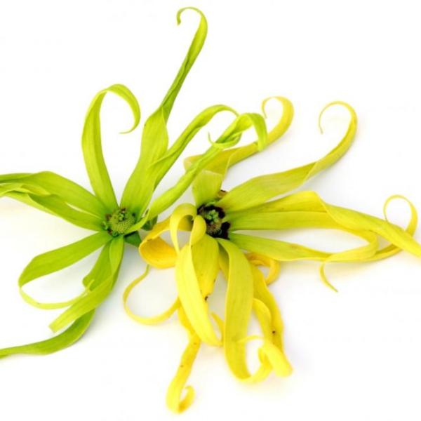 Ylang Ylang II eterično olje