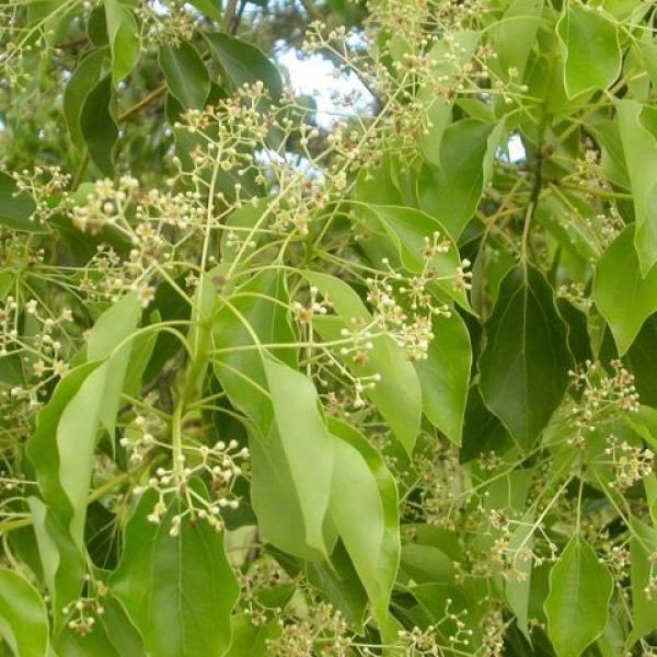 Kafrovec (Ravintsara) eterično olje