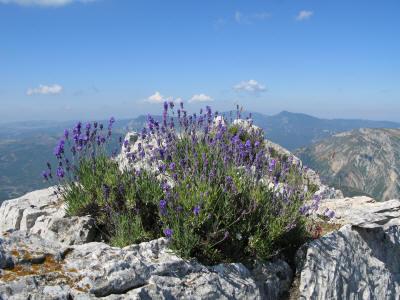 Lavanda Mont Blanc eterično ulje