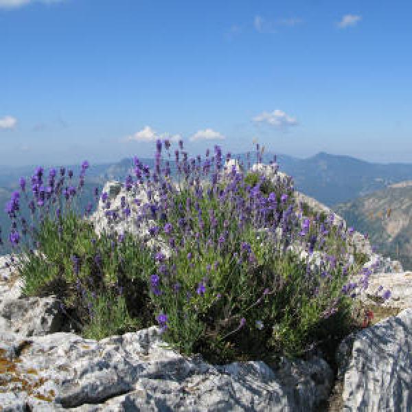 Lavanda Mont Blanc eterično ulje